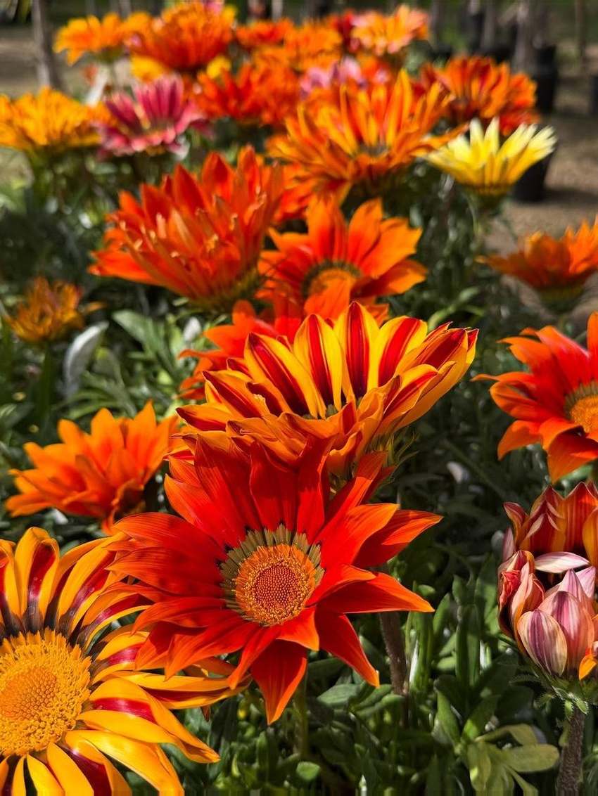 Flores de gazania de estación