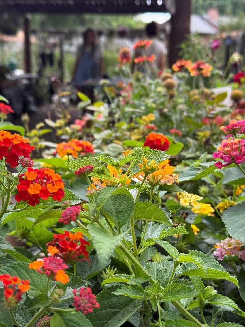 Flores de lantana en el vivero