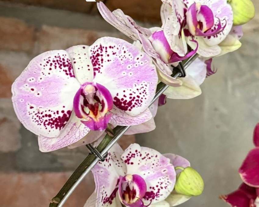 Orquídeas del vivero